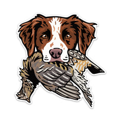 |Brittany with a Ruffed Grouse