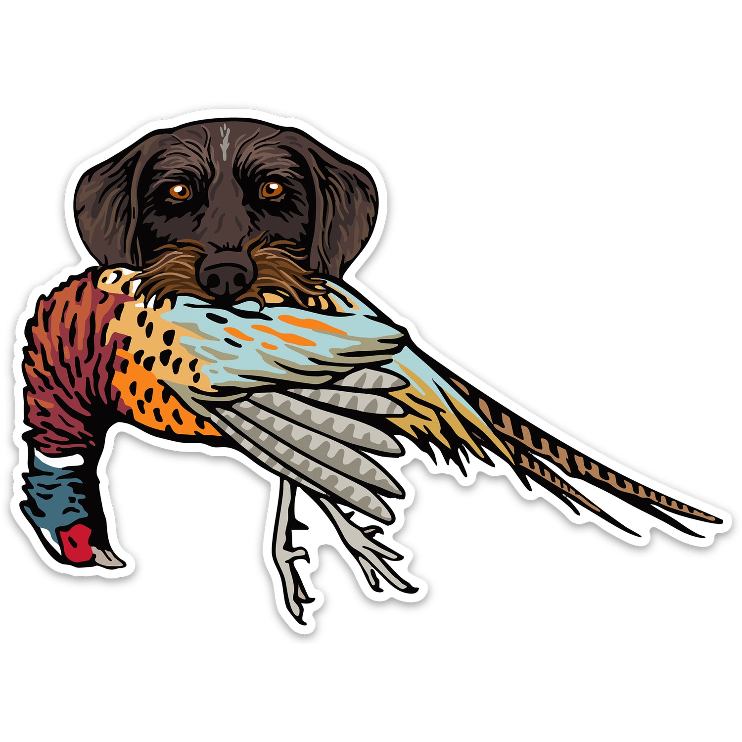 |Drahthaar with a Pheasant
