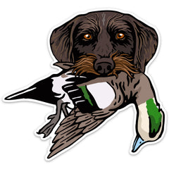 |Drahthaar with a Wigeon