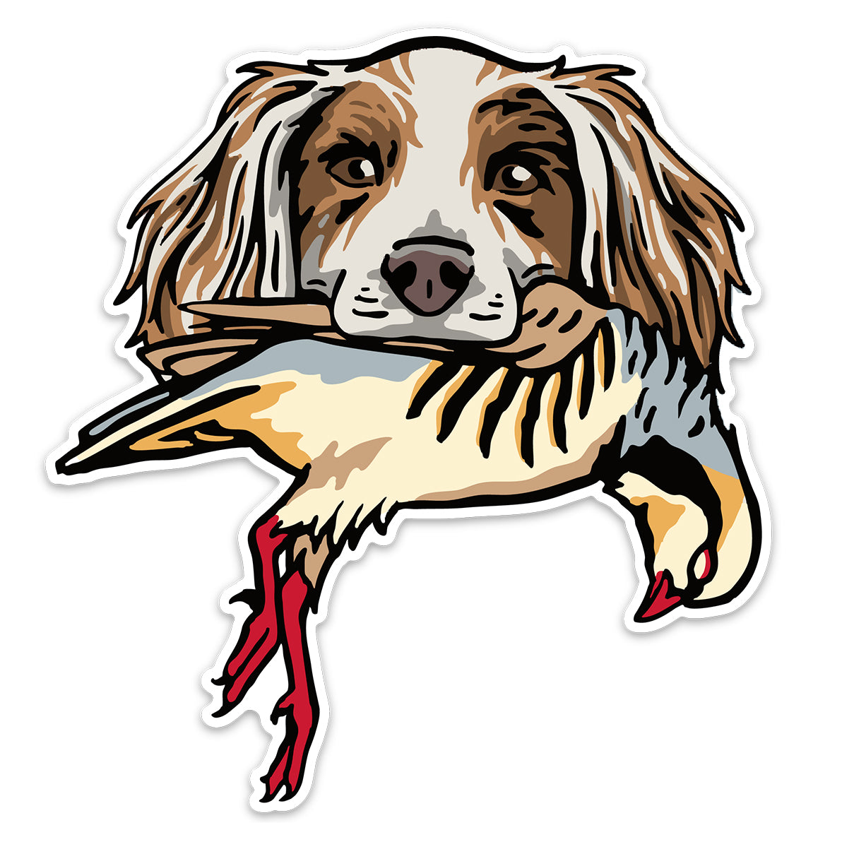 |English Setter with a Chukar