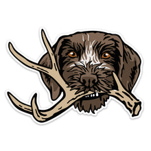 |GWP with a Shed Antler