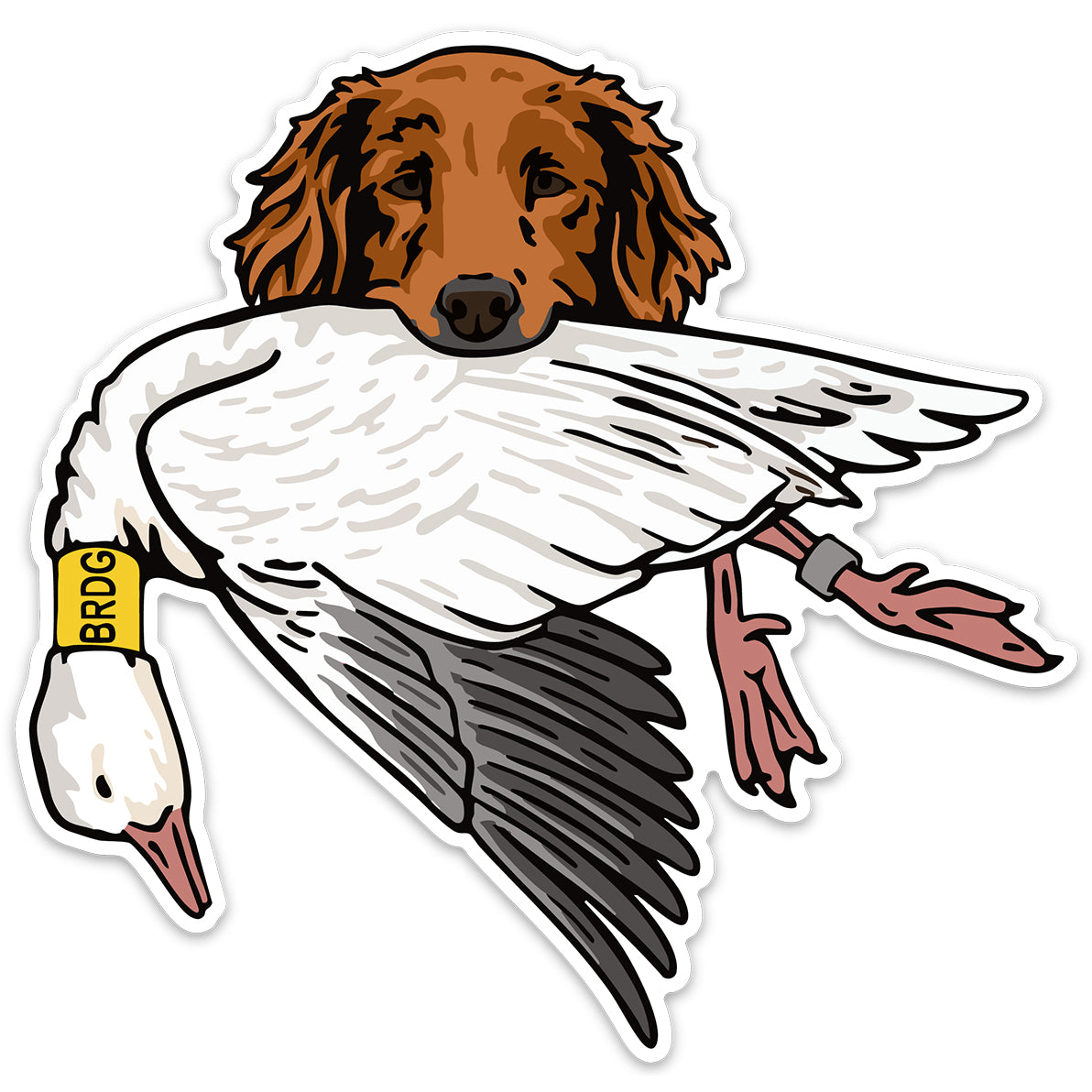 |Golden Retriever with a Mallard