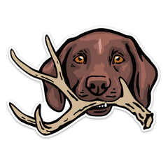 |GSP with a Shed Antler