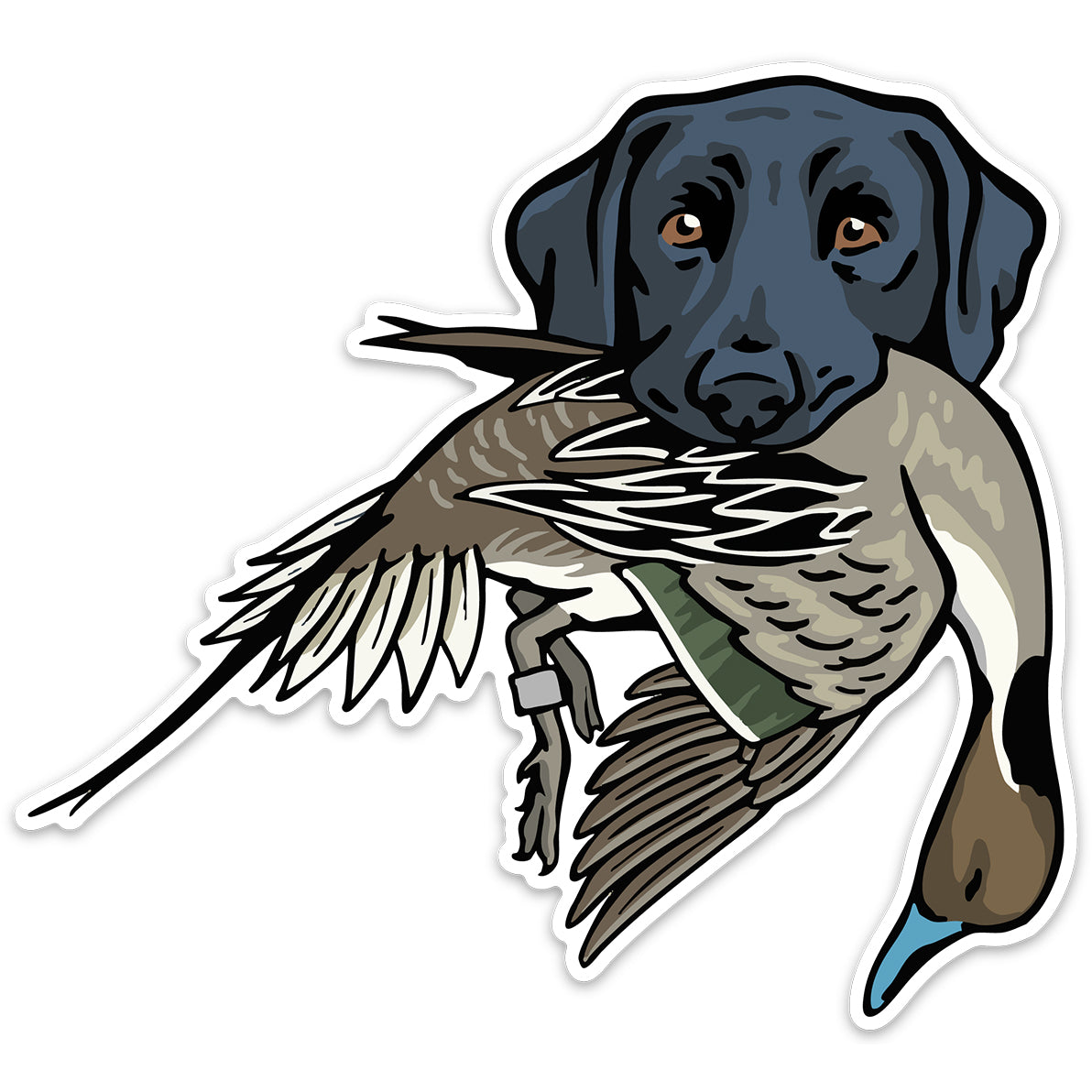 |Black Lab with a Mallard