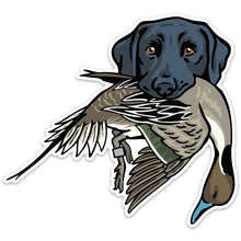 |Black Lab with a Pintail