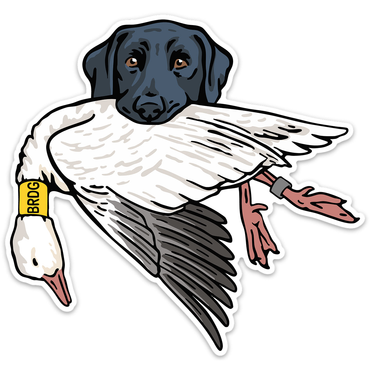 |Black Lab with a Mallard