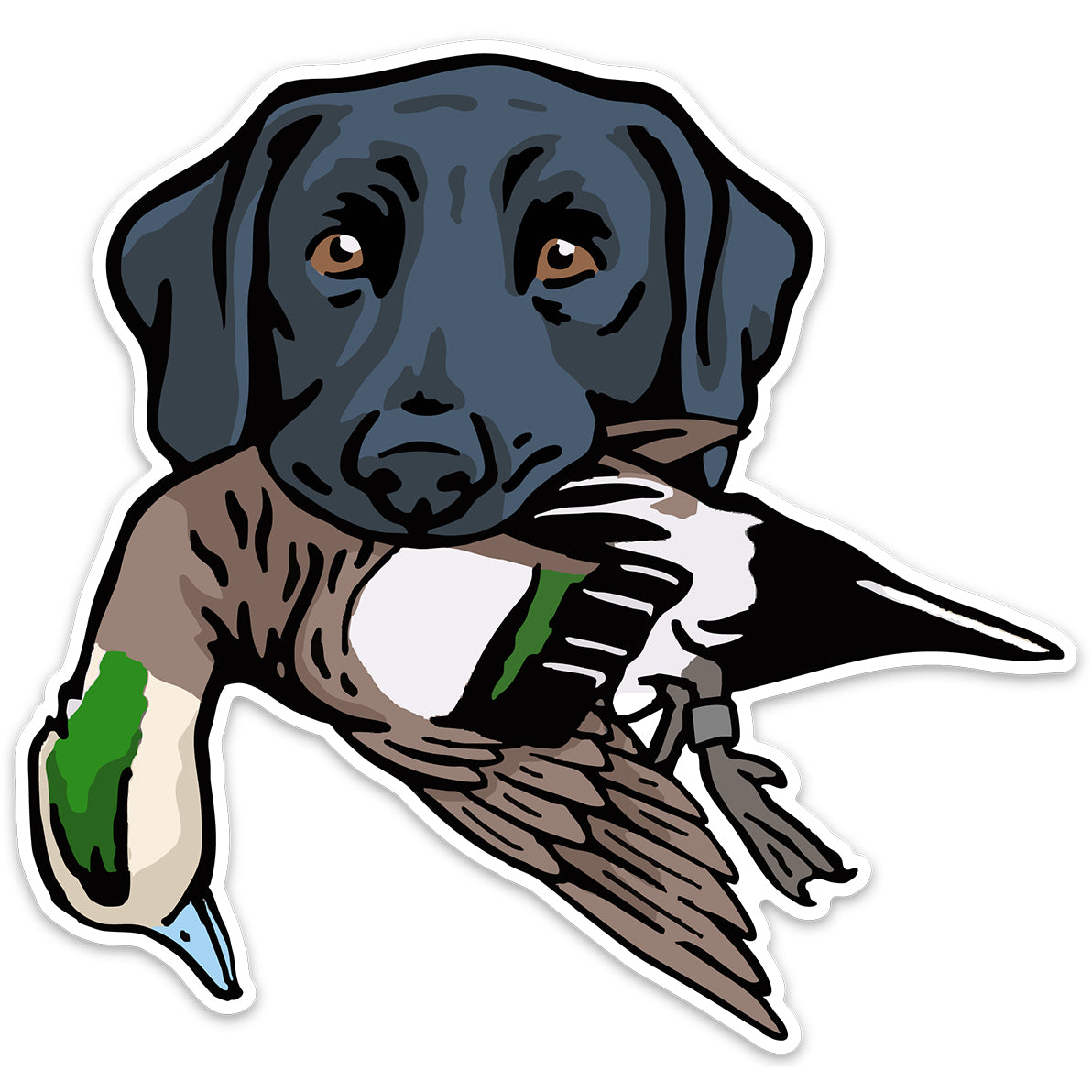 |Black Lab with a Mallard