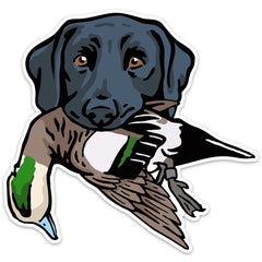|Black Lab with a Wigeon