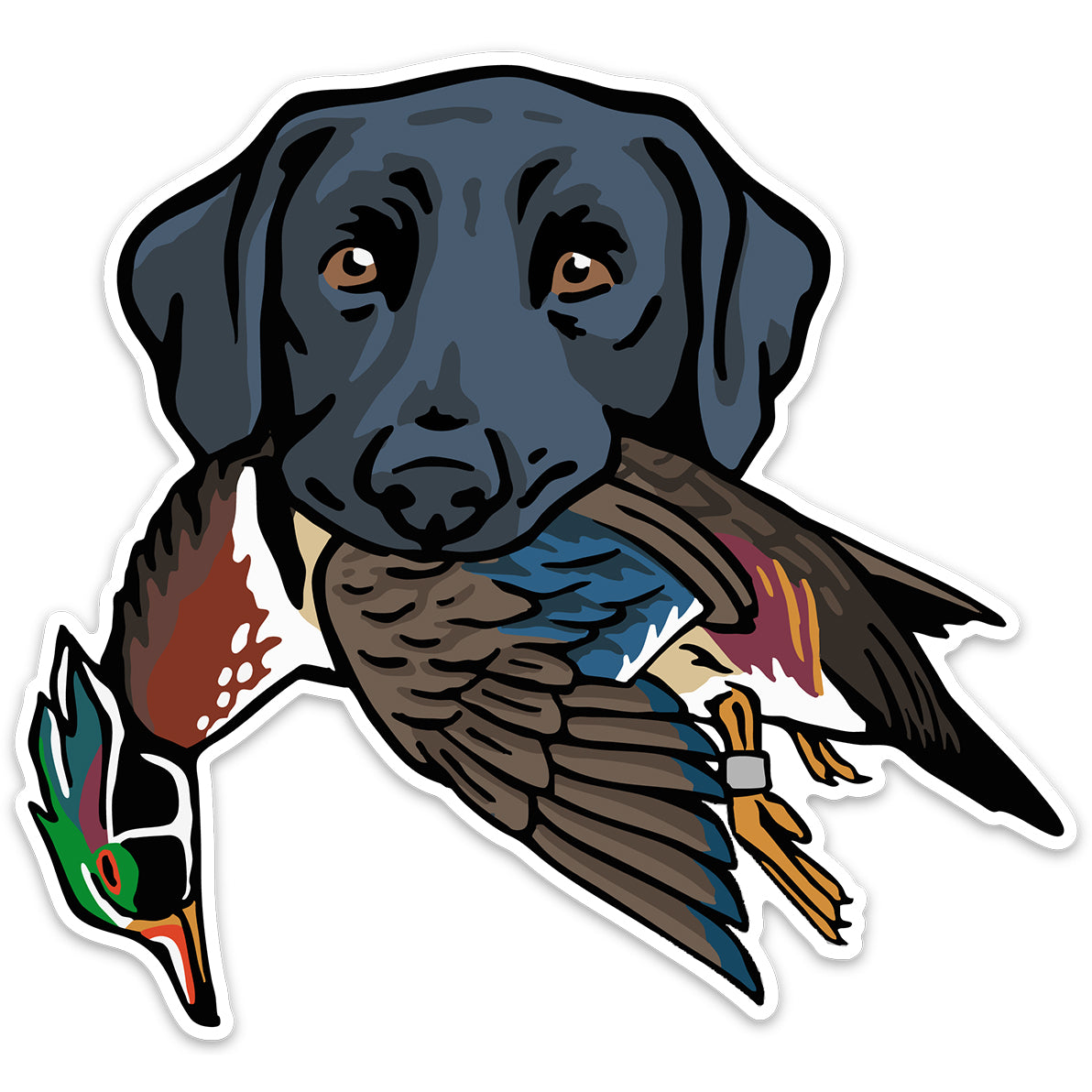 |Black Lab with a Mallard