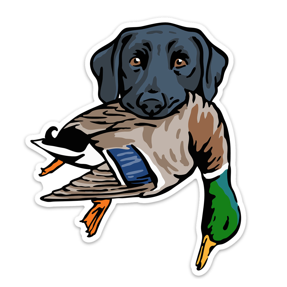 |Black Lab with a Mallard