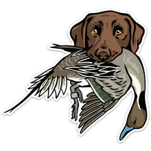 |Chocolate Lab with a Pintail