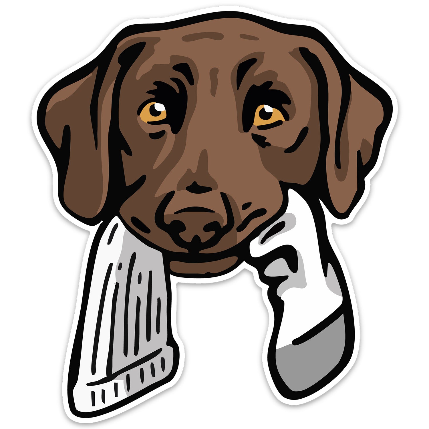 |Chocolate Lab with a Sock