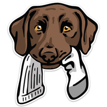 |Chocolate Lab with a Sock