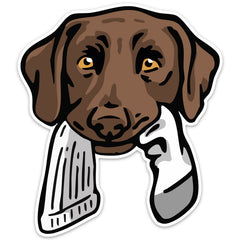 |Chocolate Lab with a Sock