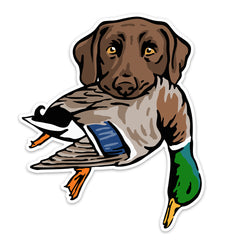 |Chocolate Lab with a Mallard