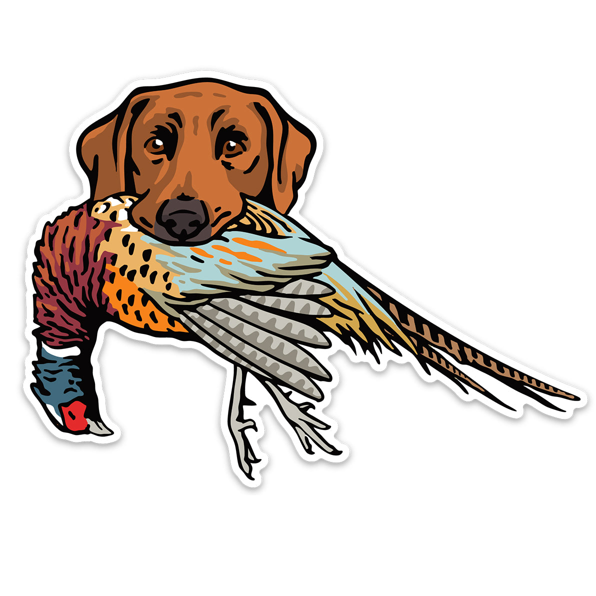 |Red Lab with a Pheasant