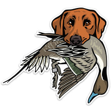 |Red Lab with a Pintail