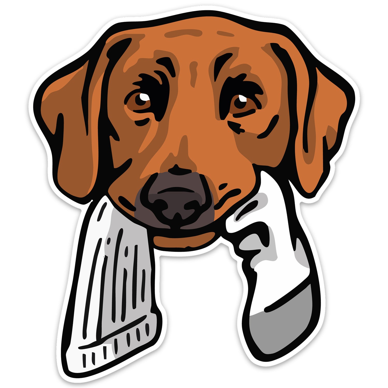 |Red Lab with a Sock