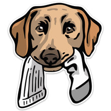 |Yellow Lab with a Sock