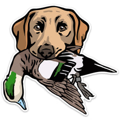 |Yellow Lab with a Wigeon