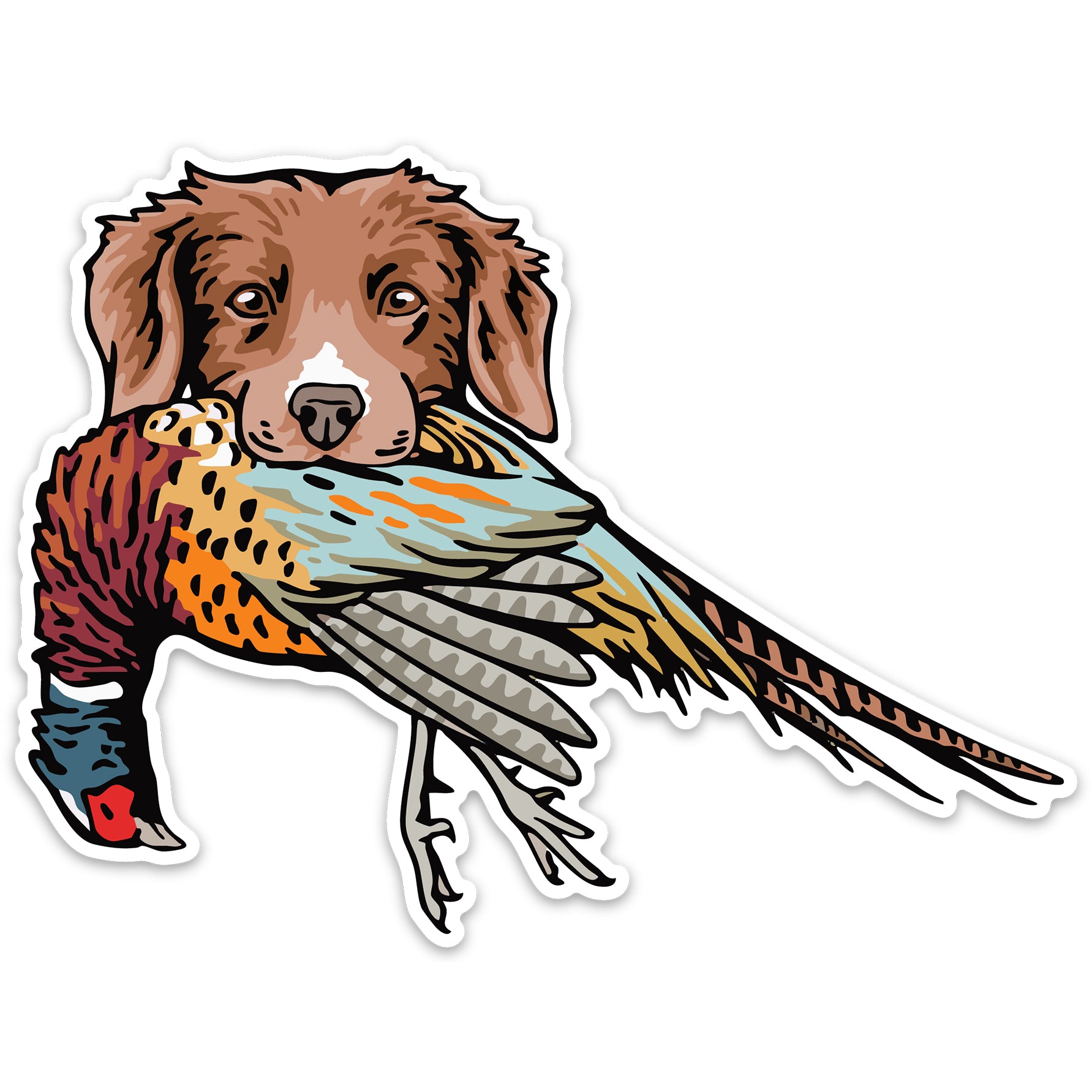 |Duck Toller with a Mallard