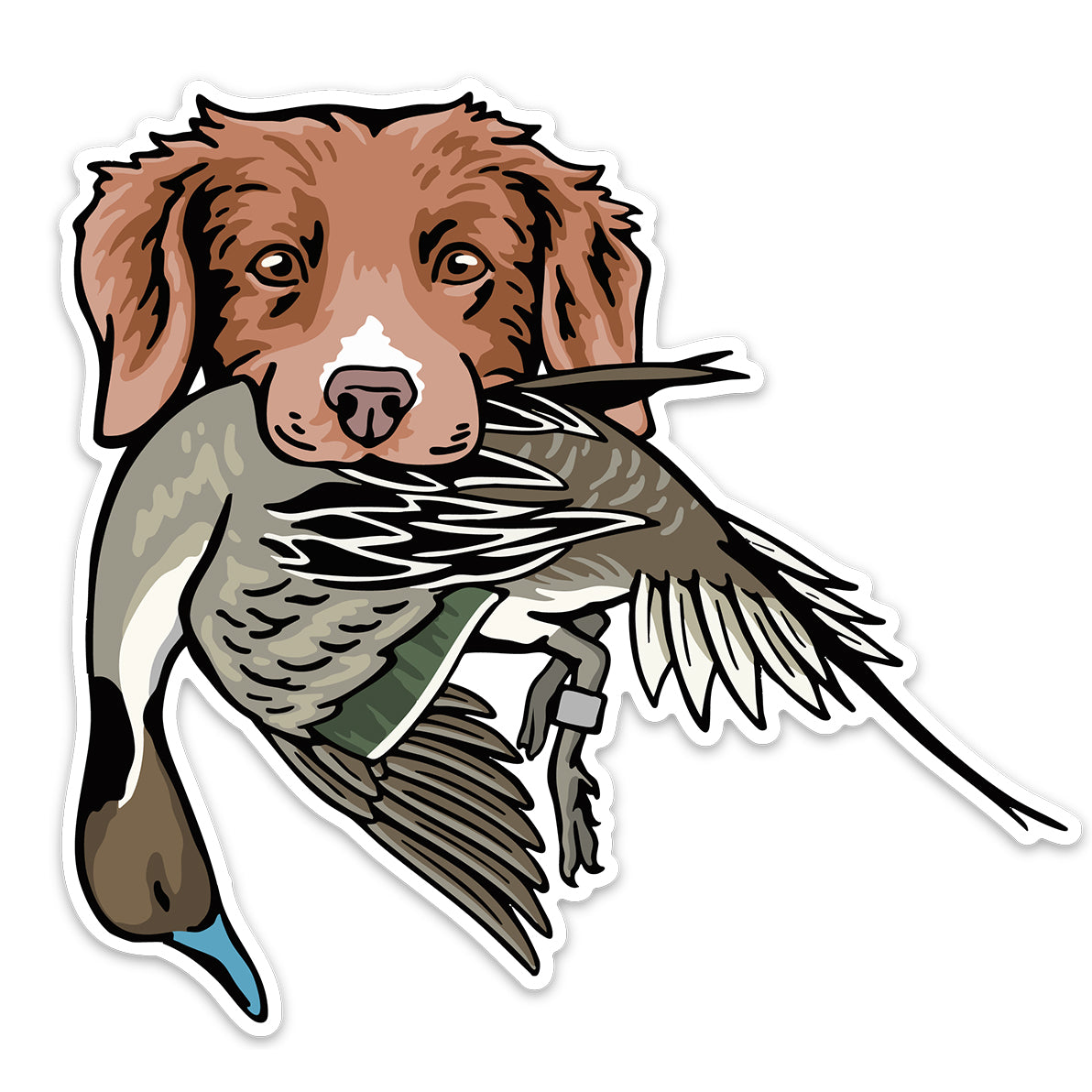 |Duck Toller with a Mallard