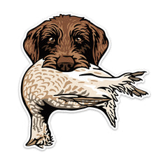 |Pudelpointer with a Sharp-Tailed Grouse