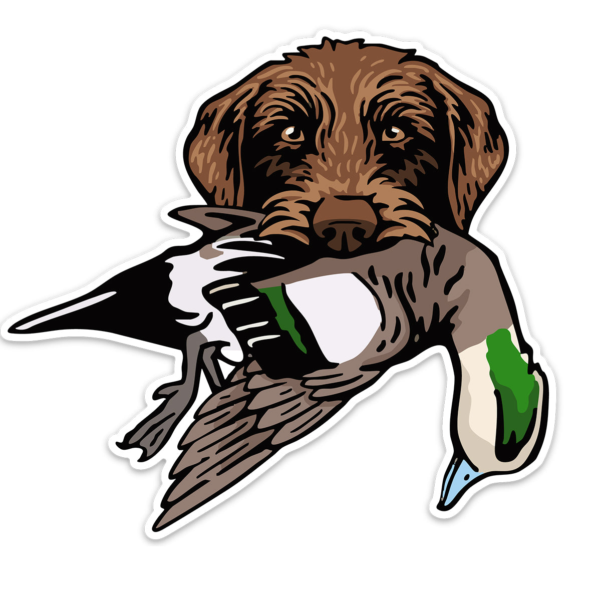 |Pudelpointer with a Wigeon