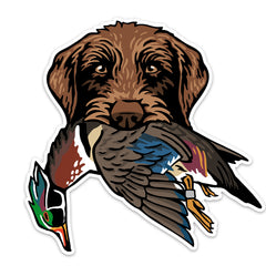 |Pudelpointer with a Wood Duck