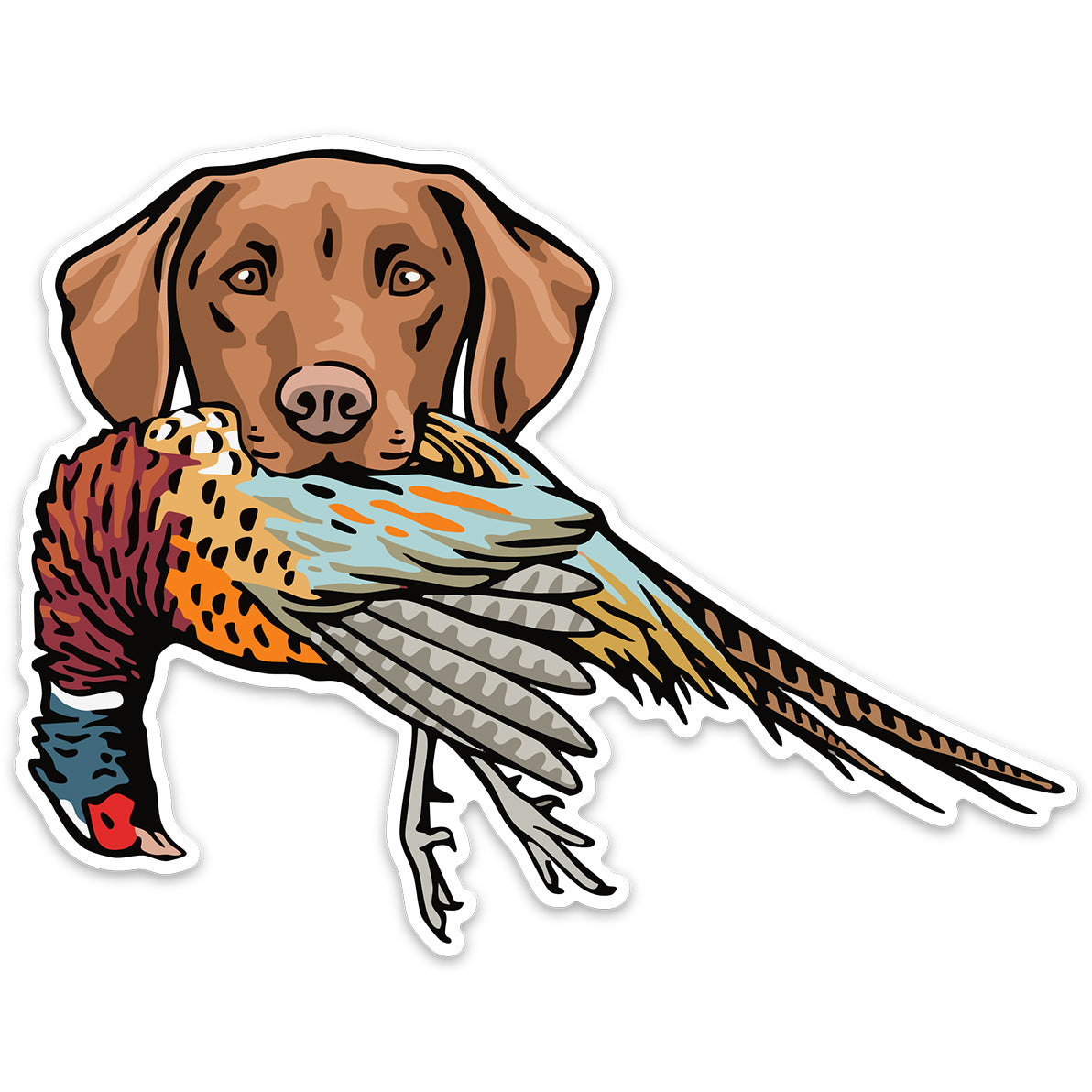 |Vizsla with a Pheasant