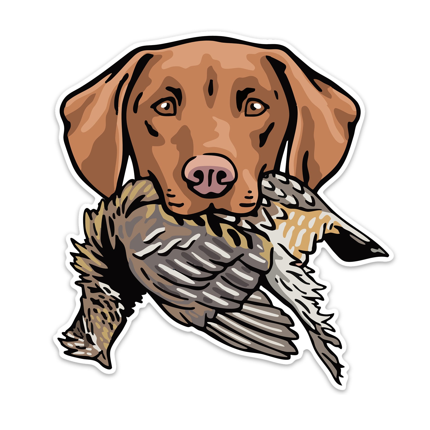 |Vizsla with a Pheasant