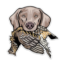 |Weimaraner with a Ruffed Grouse