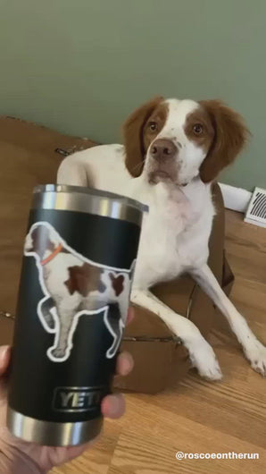 Video of a Brittany Decal Sticker and a brittany spaniel dog looking at it.