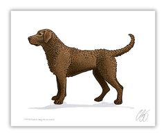 Chesapeake Bay Retriever Print