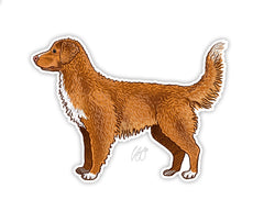 Nova Scotia Duck Tolling Retriever Decal Sticker