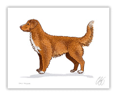 Nova Scotia Duck Tolling Retriever Print