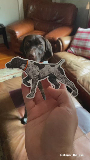 Video of a GSP dog looking at a German Shorthaired Pointer Decal Sticker