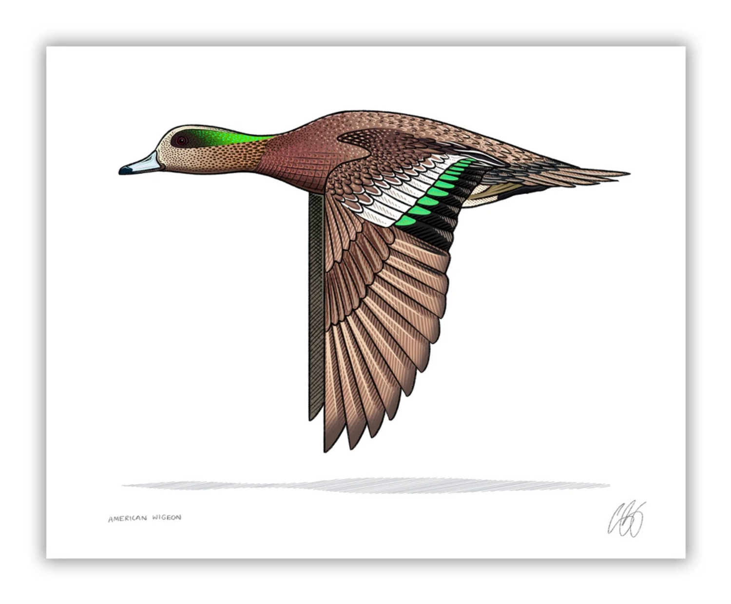 American wigeon 8x10 print