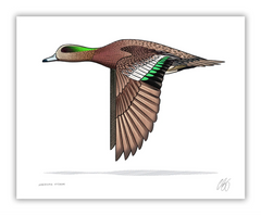 American wigeon 8x10 print