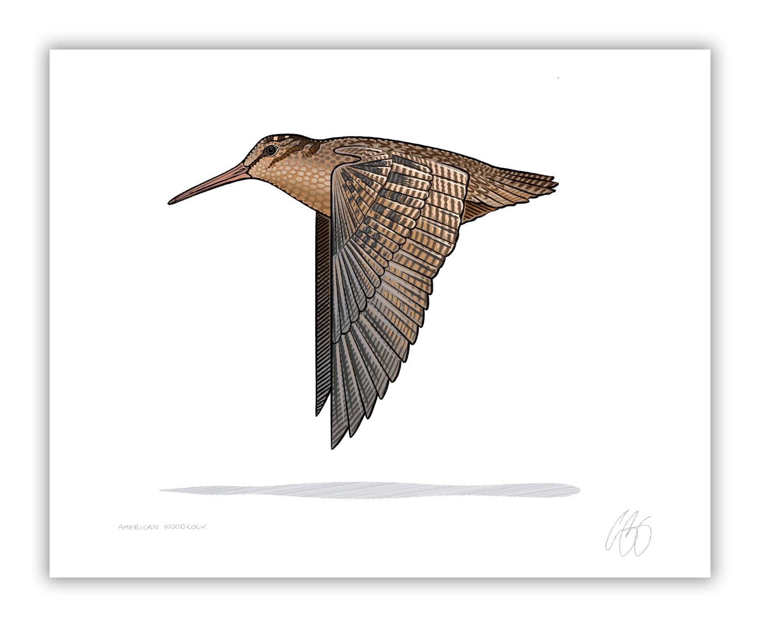 woodcock 8x10 print