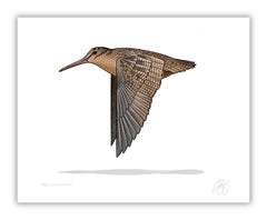 woodcock 8x10 print