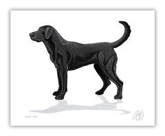 Black Lab Print