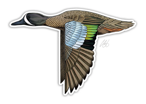 Blue Winged Teal Decal Sticker
