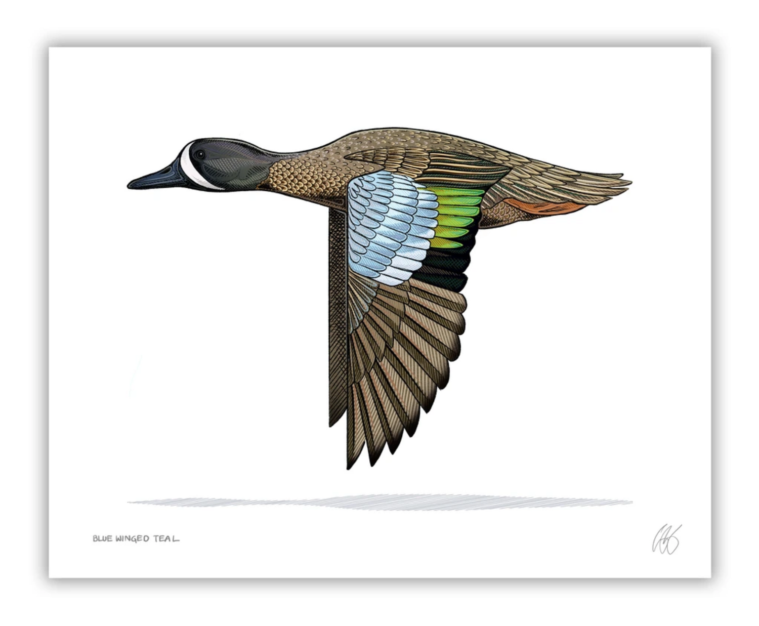Blue Winged Teal Print