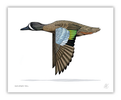 Blue Winged Teal Print