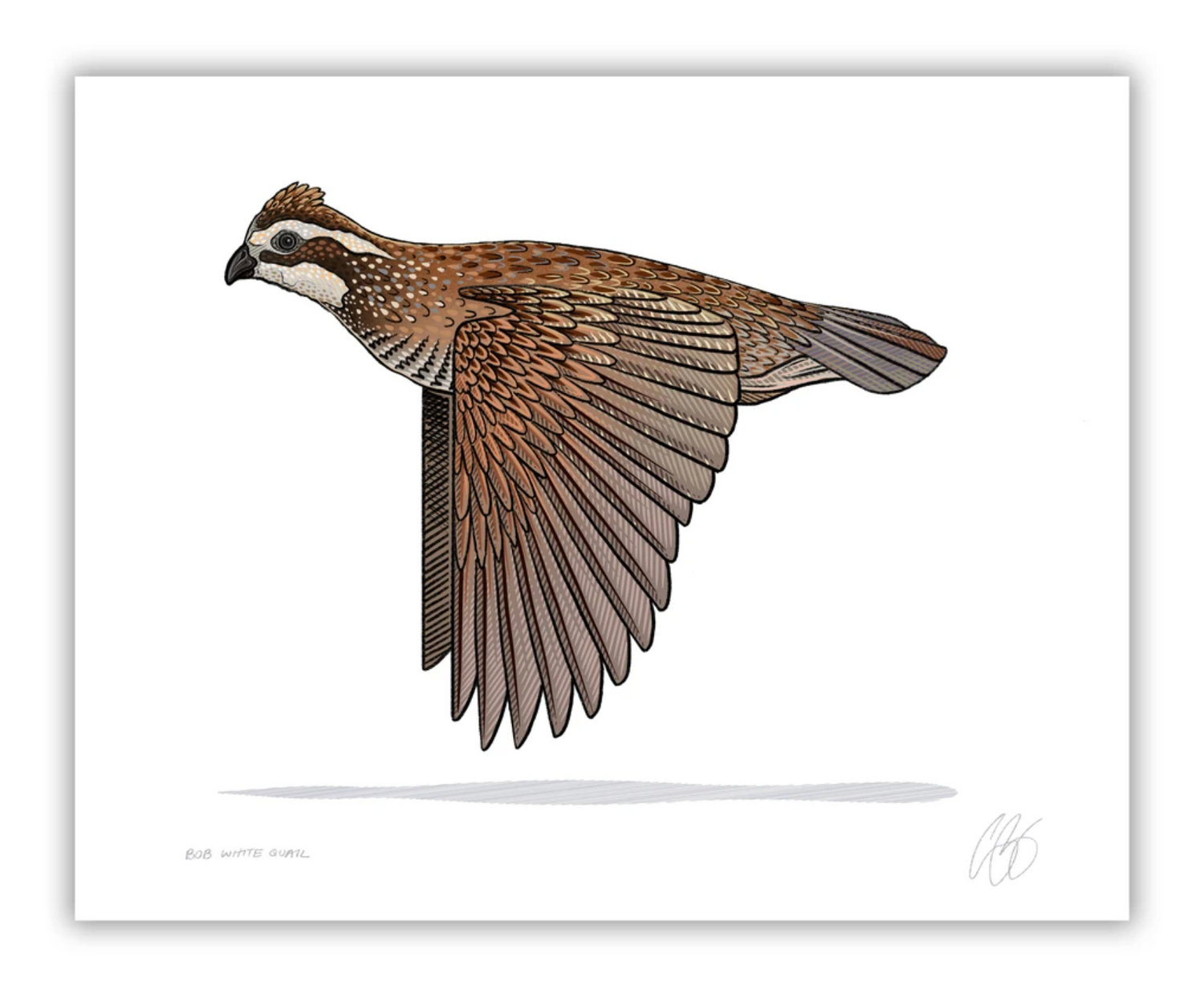Bobwhite Quail Print