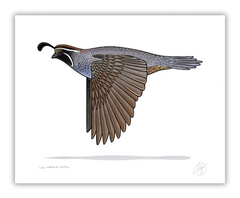 California Quail Print