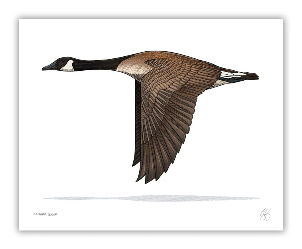 Canada Goose Print