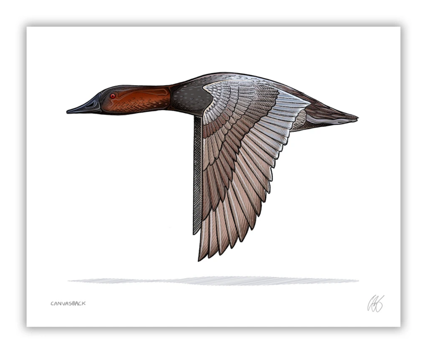 Canvasback Print