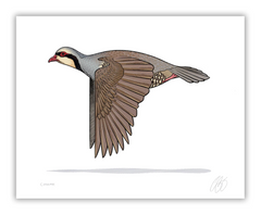 Chukar Print